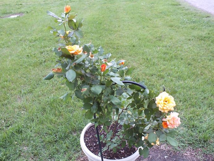  photo freddiemercurycemetary_zps1bc2cfb6.jpg